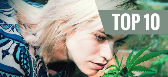 Top 10 odmian konopi o niskim zapachu, aby zminimalizować woń