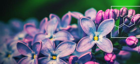 Zrozumienie korzyści z terpinolenu