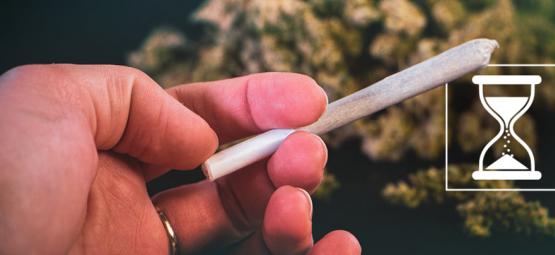 Czy marihuana może się przeterminować? Jak zadbać o świeżość i jakość suszu