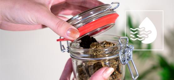 Jak i po co „odgazowywać” topy podczas curingu konopi