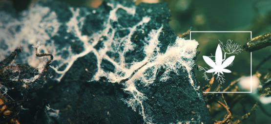 Zwiększanie plonów konopi dzięki mikoryzie