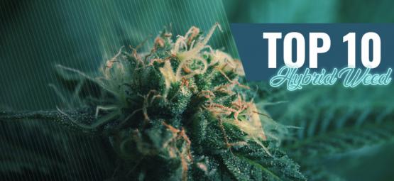 Top 10 hybrydowych odmian marihuany w Amsterdamie