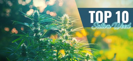 Top 10 najlepszych odmian sativy w Amsterdamie