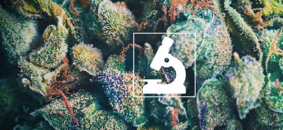 Korzyści z używania mikroskopu dla hodowców i palaczy konopi