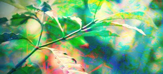 Jak naprawdę wygląda trip po DMT?