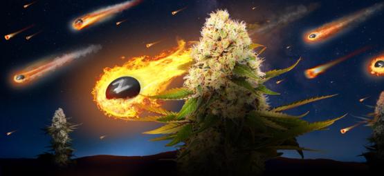 Zamnesia x Exotic Seed: Black ZZ (edycja limitowana)