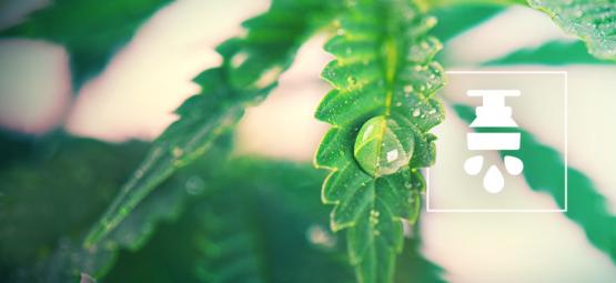 Zalety stosowania systemu nawadniania w uprawie konopi