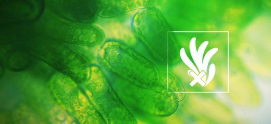 Zwalczanie i zapobieganie glonom w hydroponicznej uprawie konopi