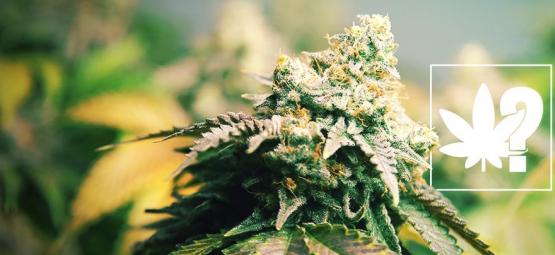 Czym jest sinsemilla?