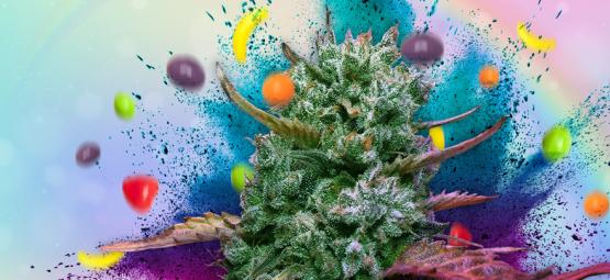 Runtz: recenzja i informacje o odmianie