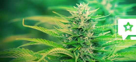 Gorilla Zkittlez: Recenzja i opis odmiany konopi