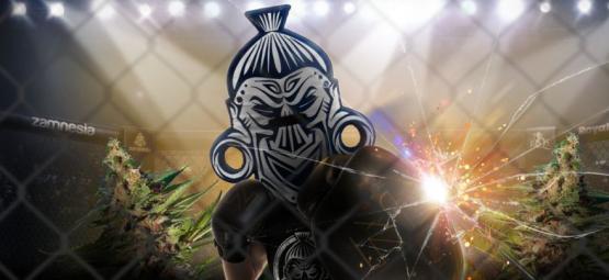 Zamnesia x Royal Queen Seeds: ZZ Punch (edycja limitowana)