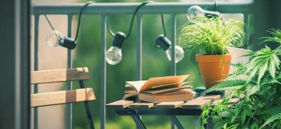 Top 10 odmian konopi idealnych do uprawy na balkonie lub tarasie