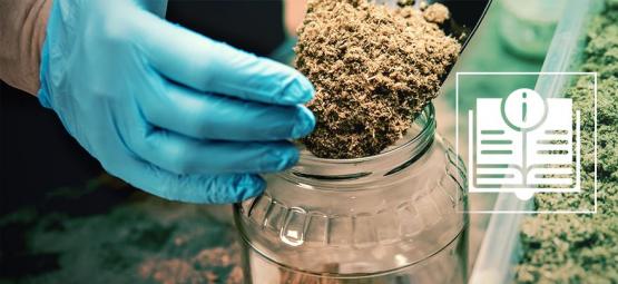 Wszystko, co musisz wiedzieć o podłożach do uprawy grzybów halucynogennych