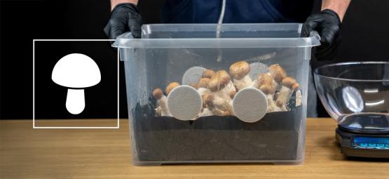 Jak zbudować monotub do uprawy grzybów