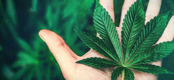 Czy konopie uzależniają?