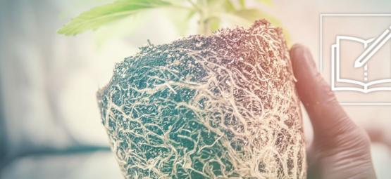 Dlaczego i w jaki sposób wykorzystywać korzenie konopi