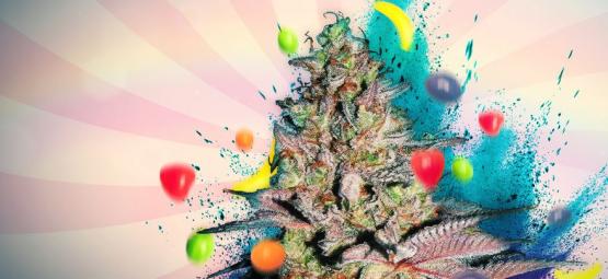 Runtz Automat: Recenzja odmiany konopi i najważniejsze informacje