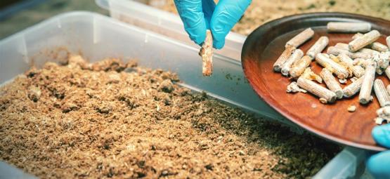 Sterylne techniki uprawy grzybów halucynogennych