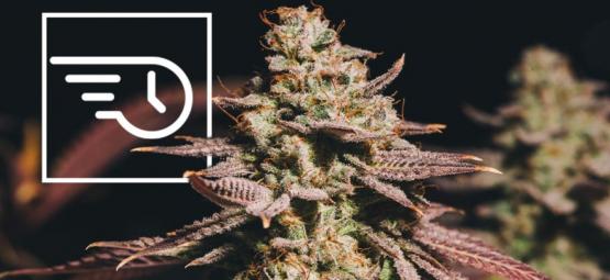 Czym jest szybko kwitnąca marihuana?