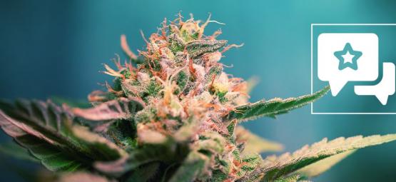 AK-47: recenzja i informacje o odmianie konopi