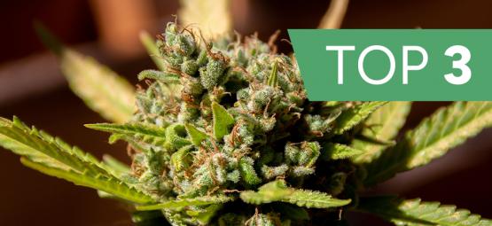 Top 3 odmiany konopi według profilu terpenowego