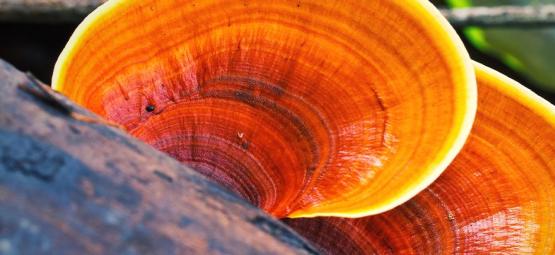 Czym jest grzyb reishi?