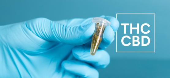 Jak badać poziom THC i CBD w produktach z konopi