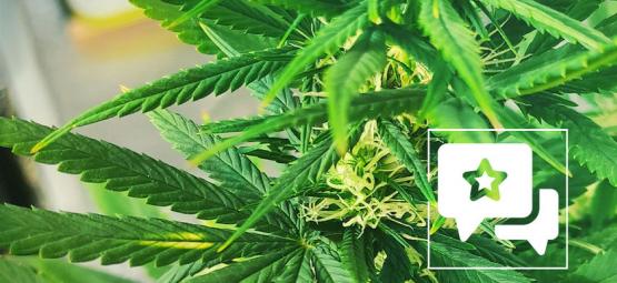 Recenzja odmiany: Kali Mist