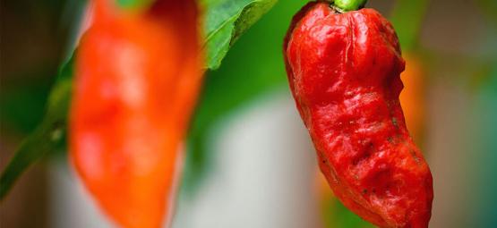 Papryka ghost pepper (Bhut Jolokia): jak uprawiać i wykorzystywać