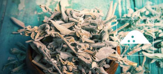 Jak zrobić ekstrakt z Salvia divinorum z suchych liści