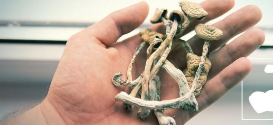 Jakie gatunki grzybów halucynogennych są najsilniejsze?