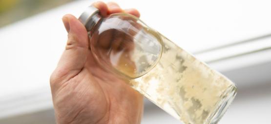 Jak przygotować kulturę płynną