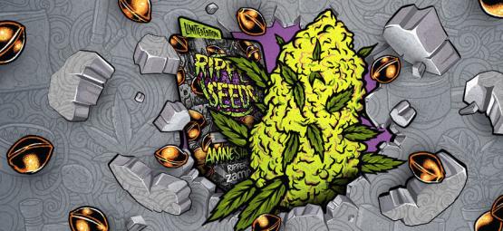 Zamnesia x Ripper Seeds: Amnesia Punch (edycja limitowana)