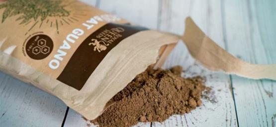 Kiedy i jak stosować guano nietoperzy w uprawie konopi