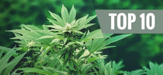 Top 10 najpopularniejszych zastosowań konopi