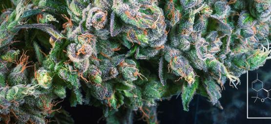 Czym jest delta-8 THC (∆⁸-THC)?