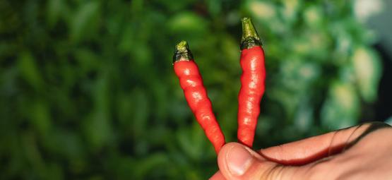 When and how to harvest hot peppers