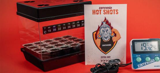 Kiedy i jak kiełkować nasiona ostrych papryczek