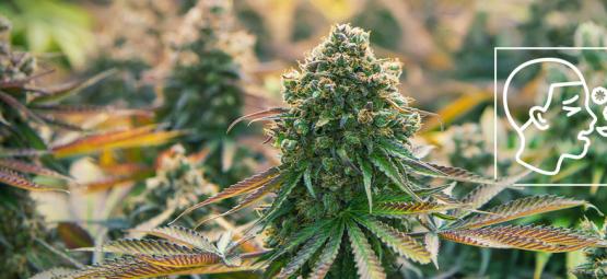 Czym są alergie na konopie?