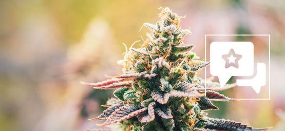 Lava Cake: recenzja i opis odmiany konopi