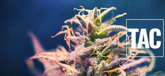 Czym jest TAC i dlaczego ma znaczenie?