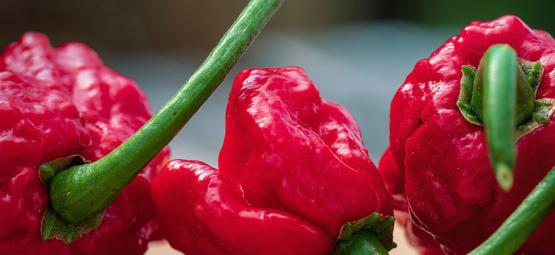 Carolina Reaper: jak uprawiać i wykorzystywać