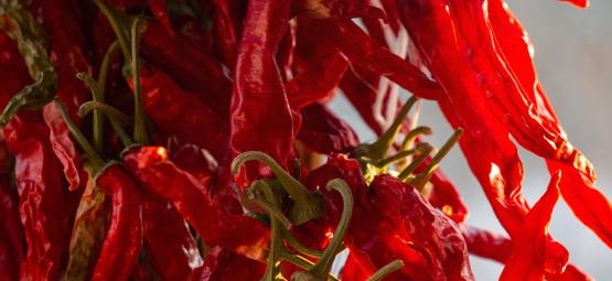 Jak uprawiać papryczki Cayenne Long Slim