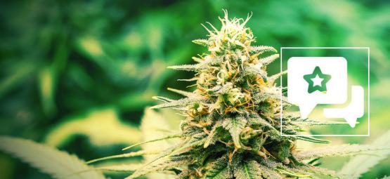 Frosted Guava: recenzja i informacje o odmianie konopi