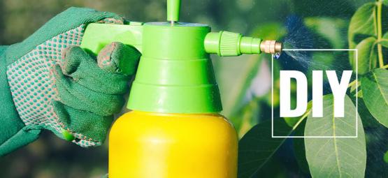 Jak przygotować naturalne środki ochrony dla ostrych papryczek