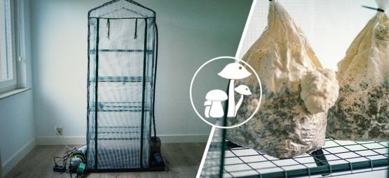 Jak zbudować komorę owocnikowania typu Martha do uprawy grzybów