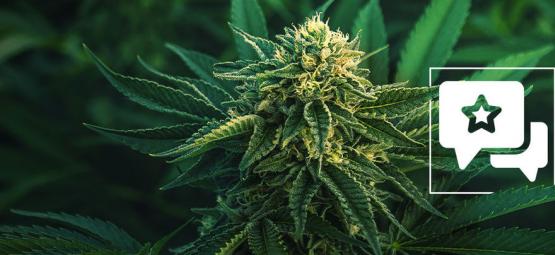 Apple Fritter: recenzja i informacje o odmianie konopi