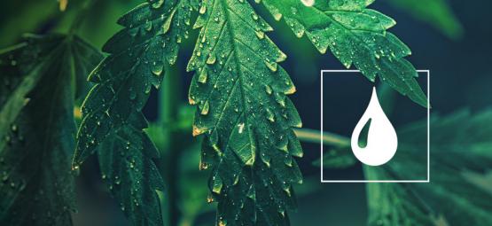 Ile wody potrzebują rośliny konopi?