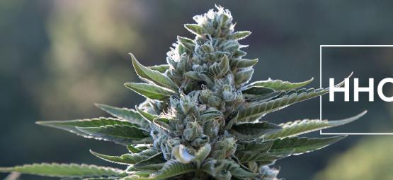 Co warto wiedzieć o heksahydrokannabinolu (HHC)